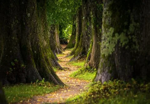 A tranquil path weaves through a lush forest lined with tall trees in Bayern Stock-Fotos