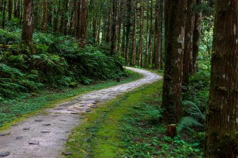 A tranquil path winding through Mingchi Forest Park in Yilan, Taiwan. Stock Photos