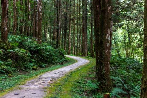 A tranquil path winding through Mingchi Forest Park in Yilan, Taiwan. Stock Photos