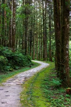 A tranquil path winding through Mingchi Forest Park in Yilan, Taiwan. Stock Photos