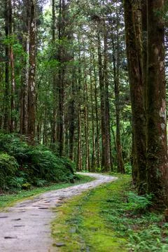 A tranquil path winding through Mingchi Forest Park in Yilan, Taiwan. 스톡 사진