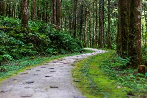 A tranquil path winding through Mingchi Forest Park in Yilan, Taiwan. Stock Photos