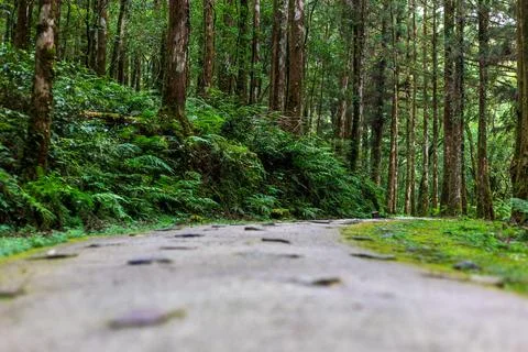A tranquil path winding through Mingchi Forest Park in Yilan, Taiwan. Stock Photos