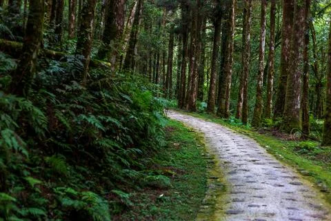 A tranquil path winding through Mingchi Forest Park in Yilan, Taiwan. Stock Photos