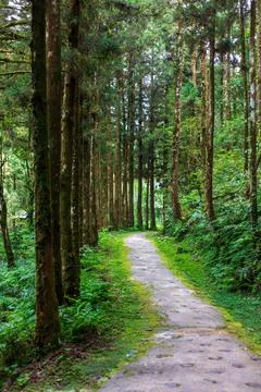 A tranquil path winding through Mingchi Forest Park in Yilan, Taiwan. Stock Photos