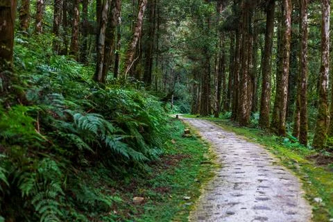 A tranquil path winding through Mingchi Forest Park in Yilan, Taiwan. Stock Photos