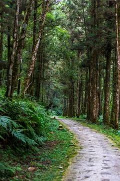 A tranquil path winding through Mingchi Forest Park in Yilan, Taiwan. Stock Photos