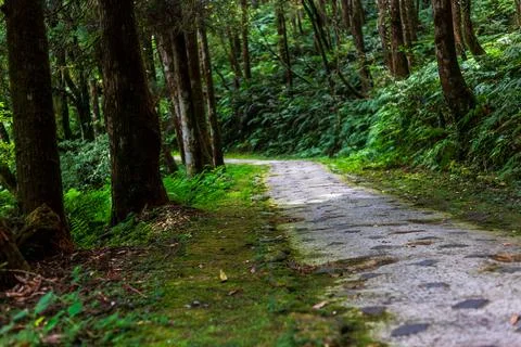 A tranquil path winding through Mingchi Forest Park in Yilan, Taiwan. Stock Photos