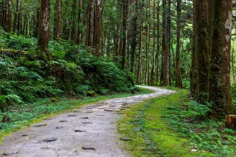 A tranquil path winding through Mingchi Forest Park in Yilan, Taiwan. 스톡 사진