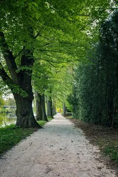 Tranquil pathway bordered by lush trees along a serene riverbank in early m.. Stock Photos