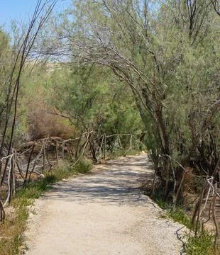 A tranquil pathway lined with trees and foliage, inviting a peaceful walk Stock Photos