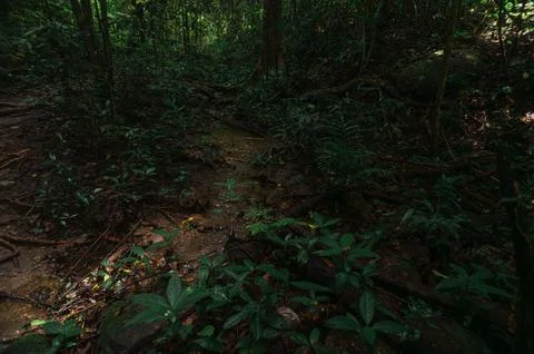 Tranquil Pathway Through Lush Jungle Near Waterfall in Chiang Mai Stock Photos