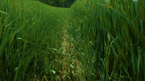 A Tranquil Pathway Winding Through the Lush Green Rice Fields of the Countryside Stock Footage 309143158