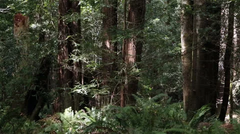 Deep Forest Fawna in White Deep Forest Fawna in White