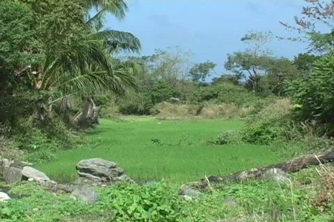 Tranquil Philippine Rice Field Stock Footage 286917