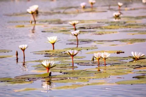 Tranquil Stock Photos