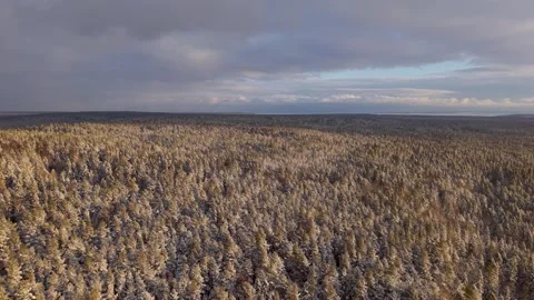 Tranquil pine forest during light snowfall Stockbeeldmateriaal 300172121