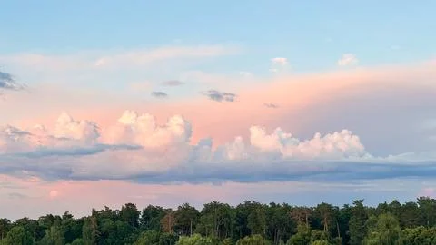 Tranquil pine forest with sky and remnants of sunset Stock Photos