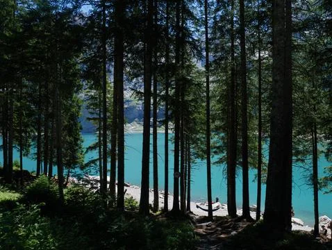 Tranquil Pine Forest Trail for Meditation and Nature Retreat Along Turquoise Lak Stock Photos
