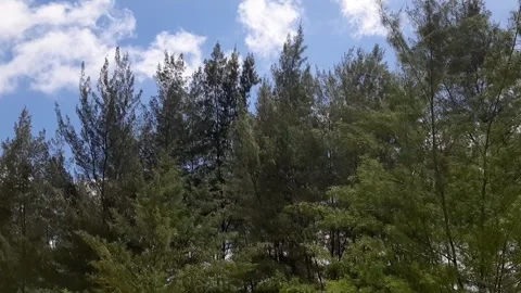 Tranquil Pine Spruce Forest Background Scene Blue Sky Evergreen Tree Nature Stock Footage 323084448