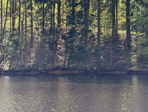 Tranquil Pine Trees Mirrored On Calm Surface. Silent Lakeside Scene With Re.. Stock Photos