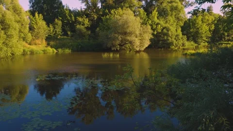 Tranquil Pond And Trees With Water Reflections In A Sunny Summer Landscape. Stockbeeldmateriaal 345883050