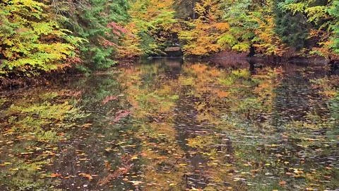 Tranquil pond dotted with leaf debris, calm water reflecting autumn foliage.. Stock Photos
