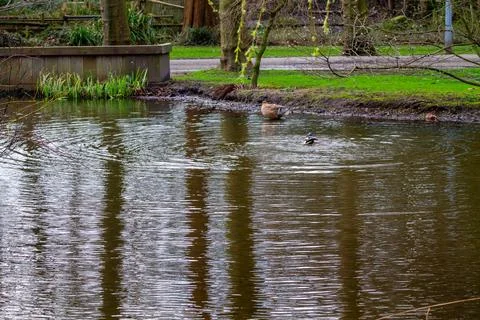 Tranquil Pond with Ducks Stock Photos