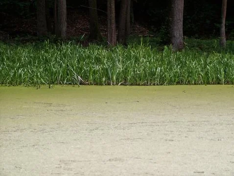 Tranquil pond edge with algae and reed border 스톡 사진