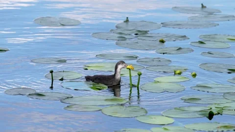A tranquil pond featuring a serene duck gliding gracefully among beautiful water Stock Footage 294933804