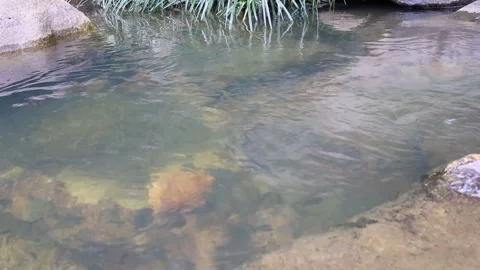 Tranquil Pond with Fish. Stock Footage 312070782