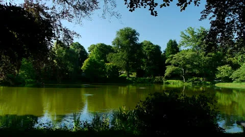 Tranquil Pond Video stock 24695252