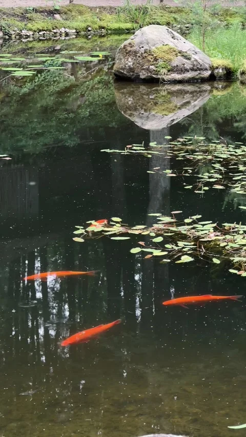 Tranquil pond with koi fish and lily pads in a serene setting. Vertical video Stock Footage 281084623