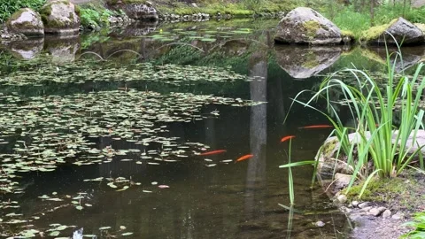 Tranquil pond with koi fish and lily pads in a serene setting Stock Footage 281084626