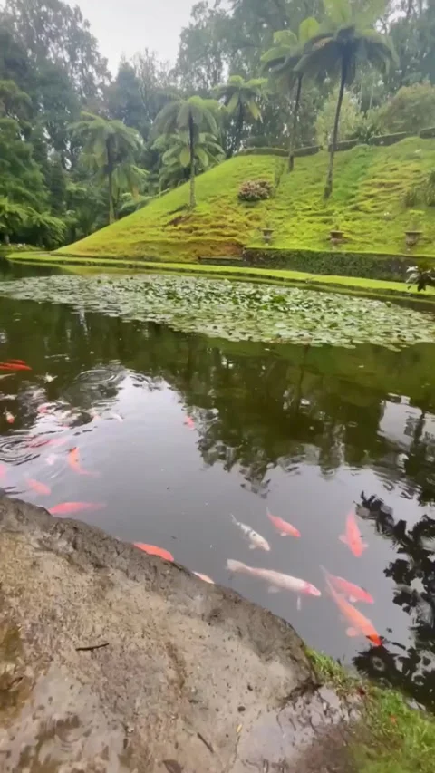 Tranquil Pond with Koi Fish and Ducks in a Lush Tropical Garden, Azores Stock-Footage 283628084