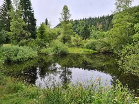 Tranquil Pond in a Lush Forest Setting Stock-Fotos