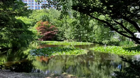 Tranquil Pond with Lush Greenery in Sapporo's Urban Oasis Stock Footage 314032871