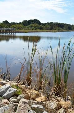 Tranquil Pond Fotos de archivo