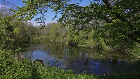 Tranquil Pond Reflections in a Lush Green Copenhagen Park Stock Footage 309425193