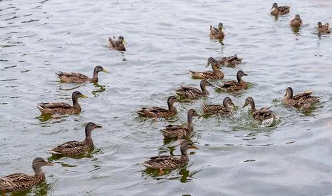 Tranquil Pond Scene with Group of Ducks Swimming on a Calm Autumn Day. Stock Photos