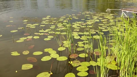 Tranquil pond scene with lily pads and reeds on a sunny day Vidéo 337128322