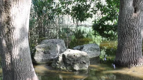 Tranquil Pond Scene with Rocks and Trees in High Resolution Stock Footage 312075507