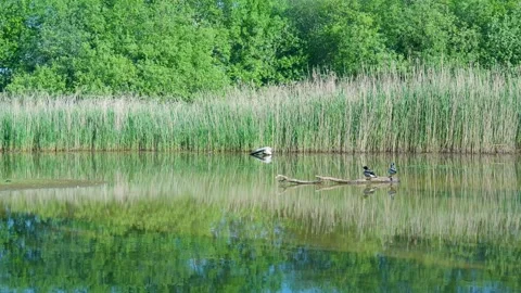 Tranquil pond scene with two mallard ducks Stock Footage 336902948