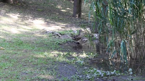 Tranquil Pond Scene with a Wild Duck Among Cattails in High Resolution Stock Footage 312075370