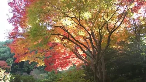 Tranquil Pond Scenes with Wildlife and Crimson Leaves Stock Footage 346196932