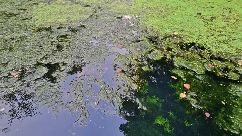 Tranquil pond surface with green algae, floating leaves, and tree reflections on Stock Footage 348176329