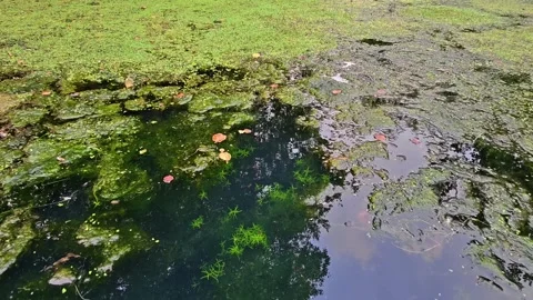 Tranquil pond surface lush algae with floating lily pads, reflections of blue Stock Footage 348177701