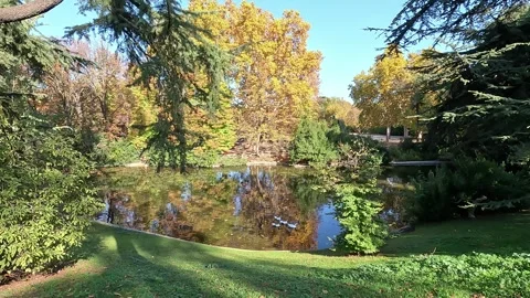 A tranquil pond surrounded by autumn trees Stock Footage 292402875