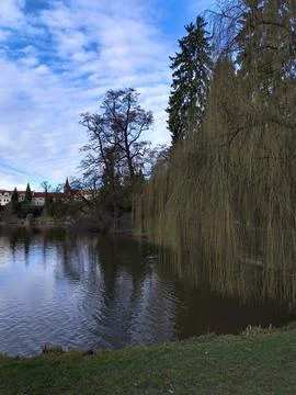 Tranquil Pond Surrounded By Diverse Trees Stock Photos