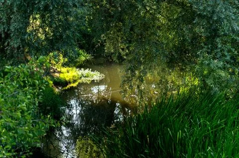 Tranquil pond surrounded by greenery. Stock Photos
